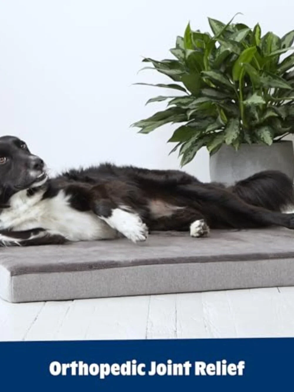 New Orthopedic Dog Bed with Memory Foam, Premium Comfort for Dogs and Puppies